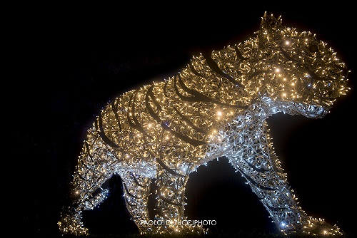 La tigre della foresta incantata